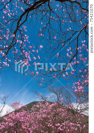 Akayashio與Niko Otokoyama一起在背景中綻放 Akayashio與Niko Otokoyama一起在背景中綻放 75421070