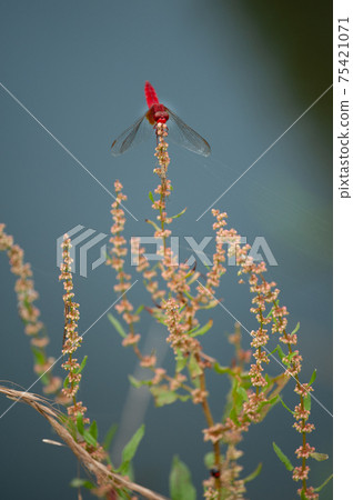 紅蜻蜓站在水邊 75421071