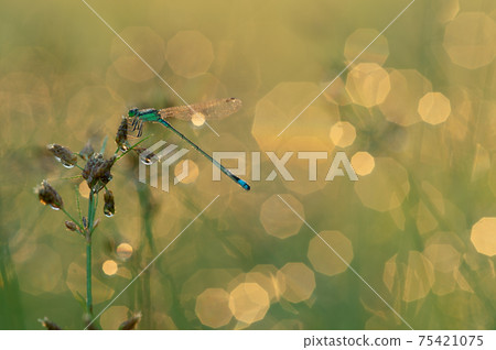 Damselflies in the light of the morning soup Damselflies in the light of the morning soup 75421075