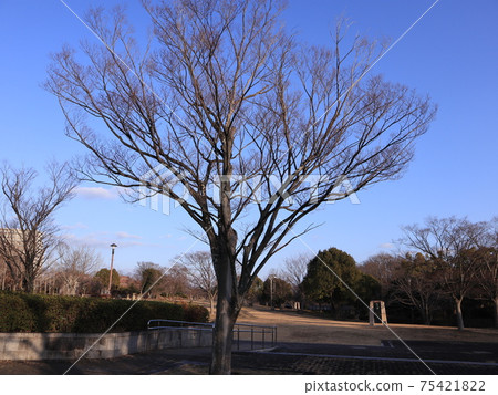 冬季傍晚的神社中央公園 冬季傍晚的神社中央公園 75421822