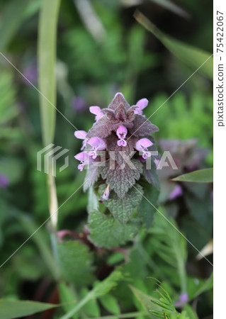 Pink deadnettle flowers blooming in winter fields Pink deadnettle flowers blooming in winter fields 75422067