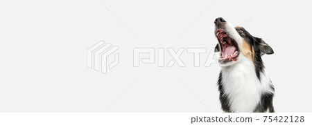 Big happy Australian Shepherd dog standing isolated on white background. 75422128
