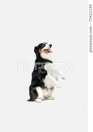 Full-length portrait of Australian Shepherd dog isolated over white background. Full-length portrait of Australian Shepherd dog isolated over white background. 75422144