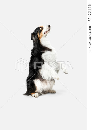 Cute happy Australian Shepherd dog posing isolated over white background. Cute happy Australian Shepherd dog posing isolated over white background. 75422146