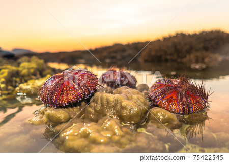 Red sea urchins on coral reef during sunrise. 75422545