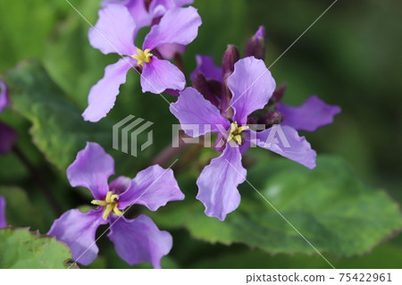 早春的村崎花那花在花園裡盛開 早春的村崎花那花在花園裡盛開 75422961
