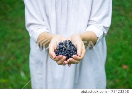 A handful of ripe forest blueberries (bilberry, whortleberry, blaeberry, huckleberry) in the hands of a young woman or girl 75423208