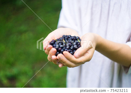 A handful of ripe forest blueberries (bilberry, whortleberry, blaeberry, huckleberry) in the hands of a young woman or girl A handful of ripe forest blueberries (bilberry, whortleberry, blaeberry, huckleberry) in the hands of a young woman or girl 75423211