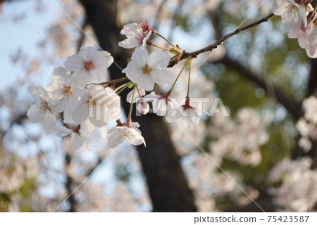 櫻花 75423587