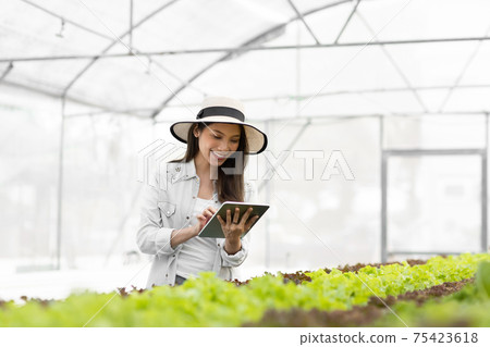 Smart young asian farmer using tablet to check quality and quantity of organic hydroponic vegetable garden at greenhouse Smart young asian farmer using tablet to check quality and quantity of organic hydroponic vegetable garden at greenhouse 75423618