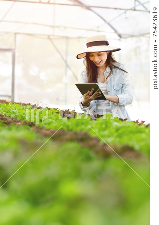Smart young asian farmer using tablet to check quality and quantity of organic hydroponic vegetable garden at greenhouse Smart young asian farmer using tablet to check quality and quantity of organic hydroponic vegetable garden at greenhouse 75423619