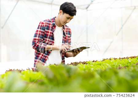 Smart young asian farmer using tablet to check quality and quantity of organic hydroponic vegetable garden at greenhouse Smart young asian farmer using tablet to check quality and quantity of organic hydroponic vegetable garden at greenhouse 75423624