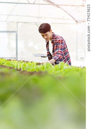 Smart young asian farmer using tablet to check quality and quantity of organic hydroponic vegetable garden at greenhouse Smart young asian farmer using tablet to check quality and quantity of organic hydroponic vegetable garden at greenhouse 75423625