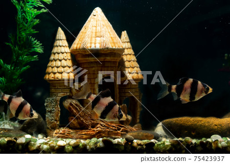 Barbs fish in the aquarium with decorations 75423937