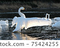 Tundra swan in Kawamoto Town, Fukaya City 75424255