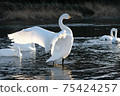 Tundra swan in Kawamoto Town, Fukaya City 75424257