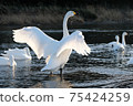 Tundra swan in Kawamoto Town, Fukaya City 75424259