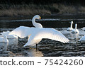 Tundra swan in Kawamoto Town, Fukaya City 75424260