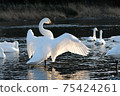 Tundra swan in Kawamoto Town, Fukaya City 75424261