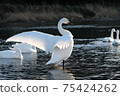 Tundra swan in Kawamoto Town, Fukaya City 75424262