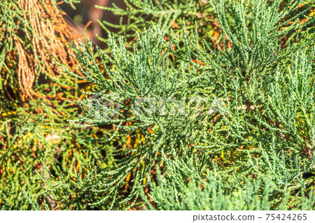 Close-up of beautiful green leaves of Giant Sequoiadendron or giant sequoia or giant red tree Close-up of beautiful green leaves of Giant Sequoiadendron or giant sequoia or giant red tree 75424265