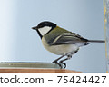 大山雀 75424427