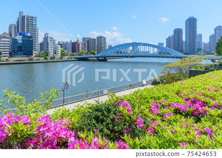 Urban landscape Spring of the Sumida River terrace where azaleas bloom Chuo-ku, Tokyo 75424653
