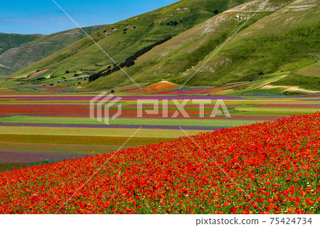 Lentil flowering with poppies and cornflowers in Castelluccio di Norcia, Italy 75424734