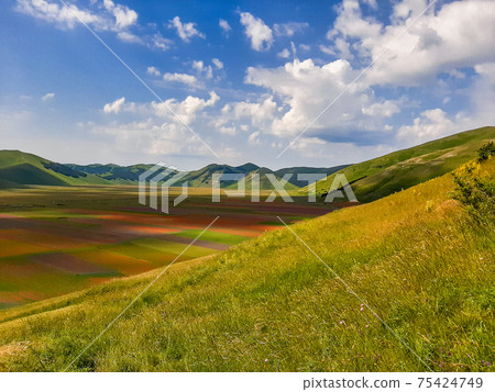 Lentil flowering with poppies and cornflowers in Castelluccio di Norcia, Italy Lentil flowering with poppies and cornflowers in Castelluccio di Norcia, Italy 75424749