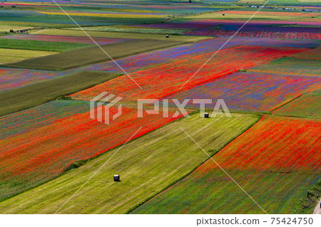 Lentil flowering with poppies and cornflowers in Castelluccio di Norcia, Italy 75424750