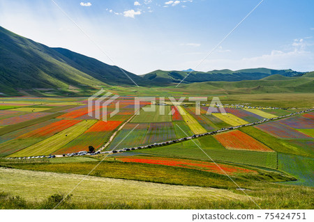 Lentil flowering with poppies and cornflowers in Castelluccio di Norcia, Italy 75424751