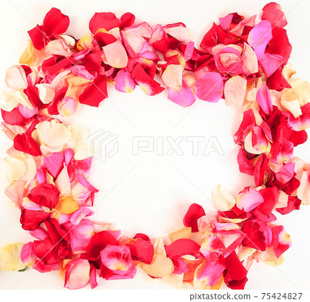 frame of beautiful petals of roses 75424827