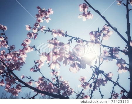 春天的景色,湛藍的天空和櫻花被陽光照亮 春天的景色,湛藍的天空和櫻花被陽光照亮 75425153