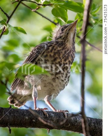A fieldfare chick, Turdus pilaris, has left the nest and is sitting on a branch. A chick of fieldfare sitting and waiting for a parent on a branch. 75425173