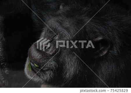 黑猩猩在陽光下放鬆 75425829