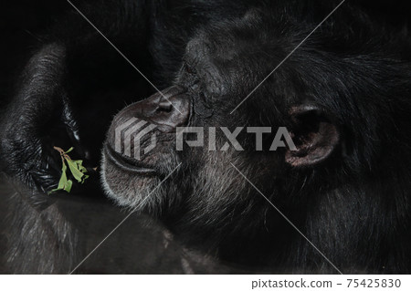 黑猩猩在陽光下放鬆 75425830