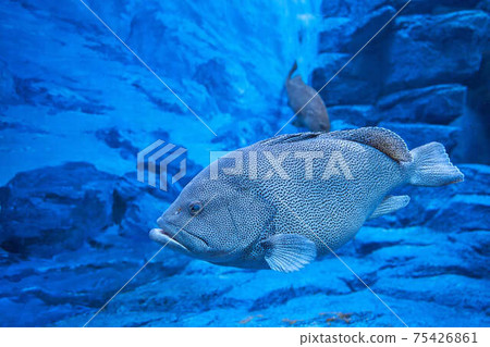 Saltwater fish Que Saltwater fish Que 75426861