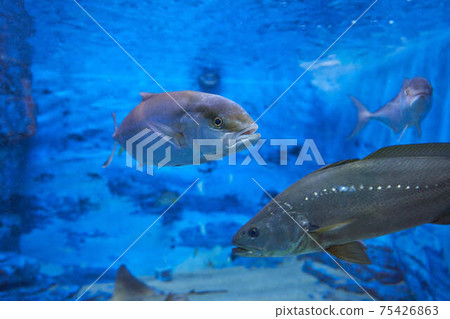 greater amberjack greater amberjack 75426863