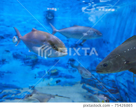 greater amberjack greater amberjack 75426865