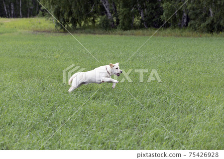 Young Labrador dog playing outside, jumping, walking, running in green meadow. blur in motion Young Labrador dog playing outside, jumping, walking, running in green meadow. blur in motion 75426928