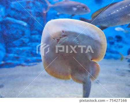 Like the face of a ray Like the face of a ray 75427166