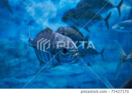 Offshore horse mackerel Offshore horse mackerel 75427170