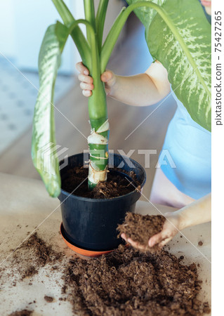 Gardener woman adding fertilized soil to a repotted indoor plant 75427265