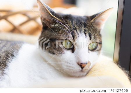Cute cat, Kijitora cat Cute cat, Kijitora cat 75427406