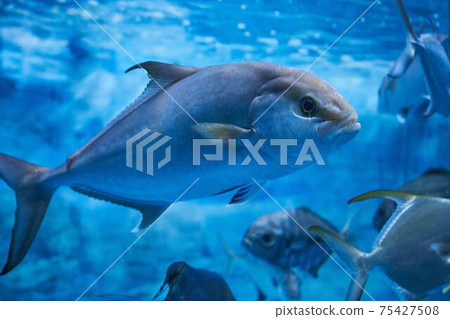 greater amberjack greater amberjack 75427508