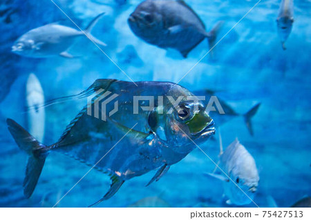 絲鰺 絲鰺 75427513