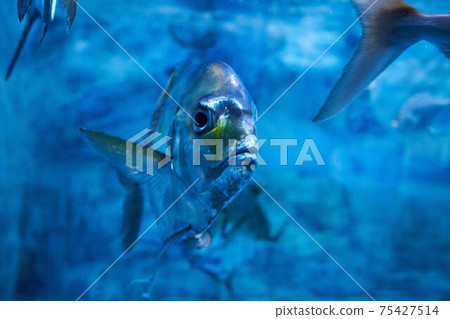 Itohikiji Itohikiji 75427514