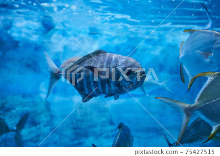 離岸竹莢魚 離岸竹莢魚 75427515