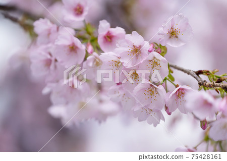 Up of cherry blossoms Up of cherry blossoms 75428161