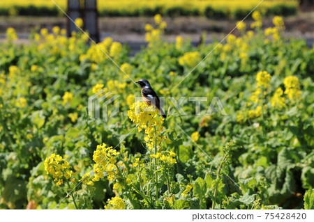 Daurian Redstart with fashionable white spots on its wings 75428420